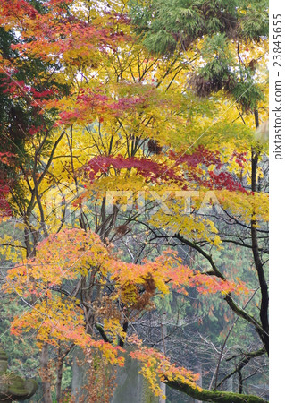autumn autumn 23845655