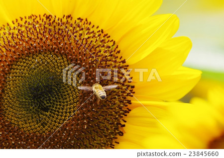 Honey bee heading for sunflower Honey bee heading for sunflower 23845660