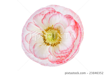 poppy flower isolated 23846352