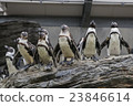 許多企鵝 23846614