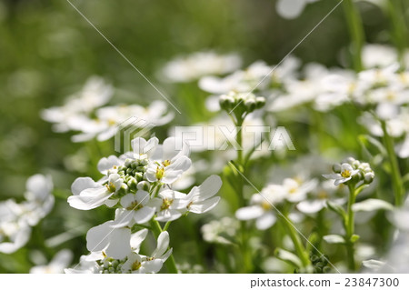 Beautiful Iberis 23847300