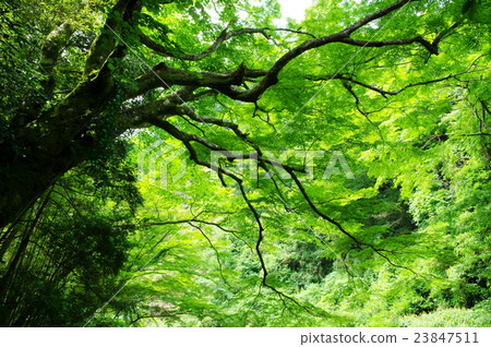 green / big tree 23847511