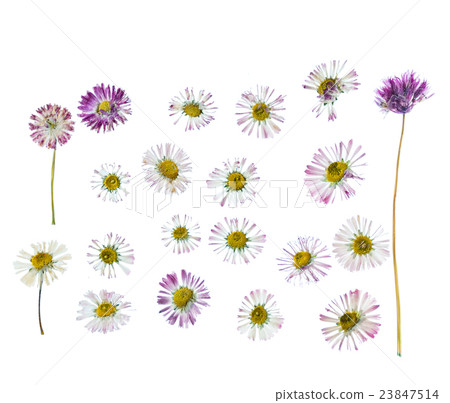 summer flowers isolated 23847514