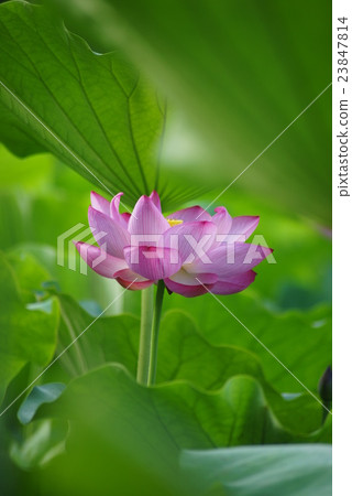 Lotus of Yokohama Sankei Garden (lotus) 23847814