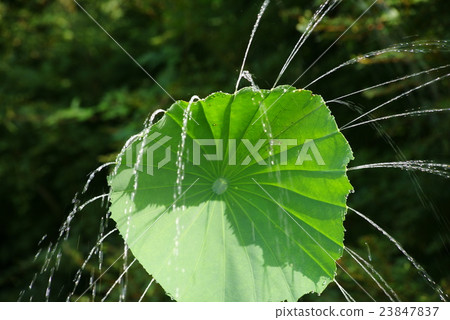 Lotus (lotus) leaf shower 23847837