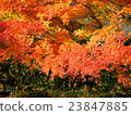 Momiji burning 23847885