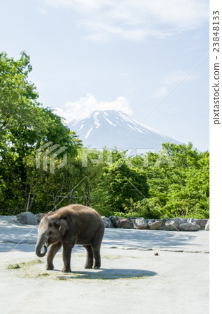 Fuji Safari Park | Elephant and Mount Fuji 23848133