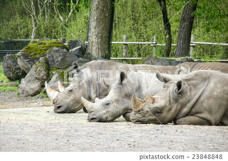Fuji Safari Park | Minamiro Ray 23848848