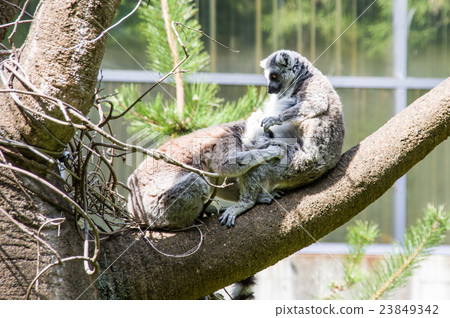 Fuji Safari Park | Wolf lemur Fuji Safari Park | Wolf lemur 23849342