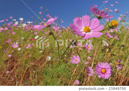  Cosmos field 23849700