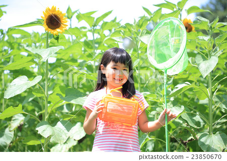 A girl standing in a sunflower field A girl standing in a sunflower field 23850670