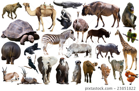 Birds, mammal and other animals of Africa isolated 23851822