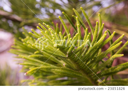 evergreen araucaria heterophylla 23851826