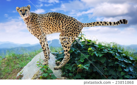 Male cheetah standing at wildnes Male cheetah standing at wildnes 23851868