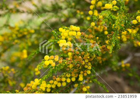 acacia truncata blossom acacia truncata blossom 23851959