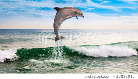 one dolphin in the ocean 23852013