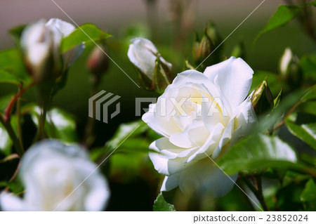 blossoming white roses blossoming white roses 23852024