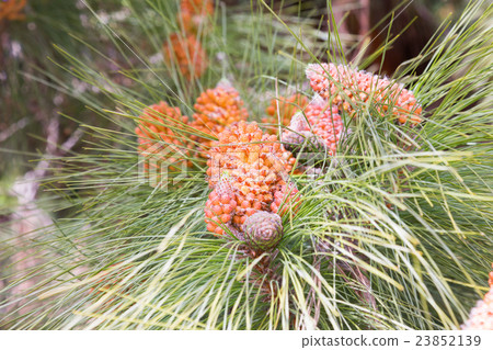 pinus canariensis branches pinus canariensis branches 23852139