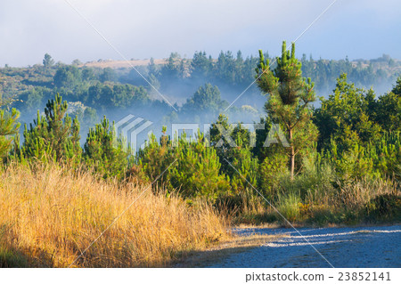Misty landscape with pine forest Misty landscape with pine forest 23852141