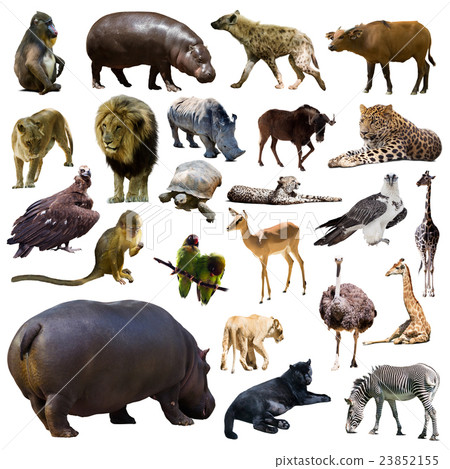 Set of hippo and other African animals. Isolated Set of hippo and other African animals. Isolated 23852155