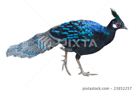 peafowl bird isolated 23852257
