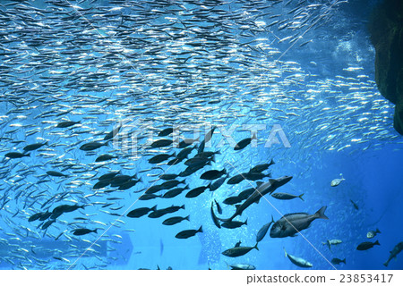 水族館的大坦克 23853417