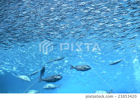 Aquarium's large tank Aquarium's large tank 23853420