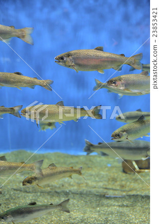 水族館的銀鮭魚 水族館的銀鮭魚 23853421