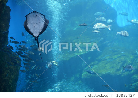 Aquarium's large aquarium 23853427