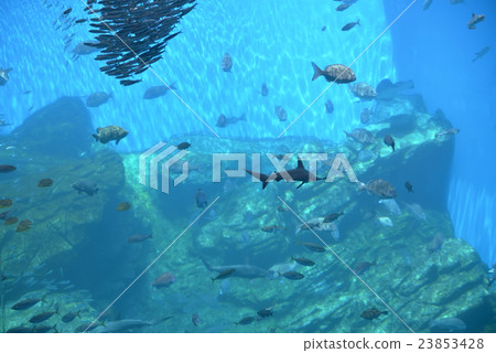 Aquarium's large tank Aquarium's large tank 23853428