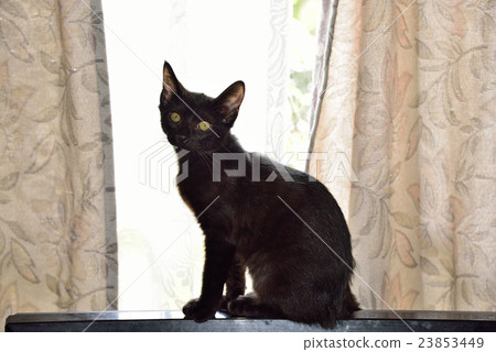 Our cat Our cat 23853449