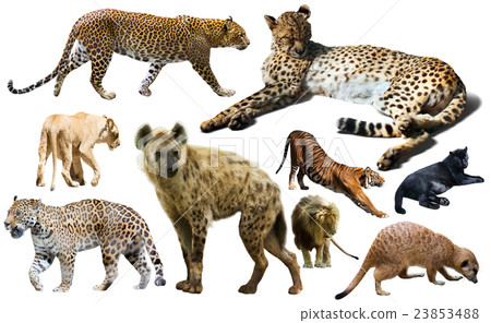 Set of wild mammals isolated over white Set of wild mammals isolated over white 23853488
