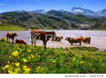 mountains landscape with lake and cows mountains landscape with lake and cows 23853538