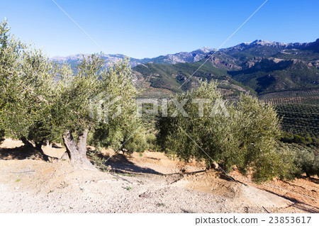 Mountains landscape with olives plants Mountains landscape with olives plants 23853617