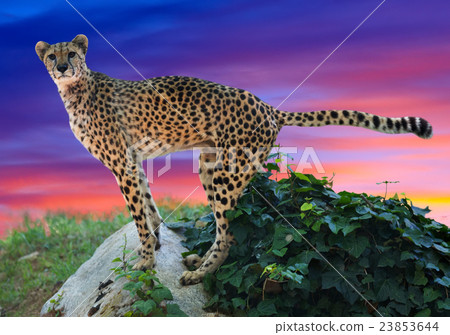 cheetah standing on stone 23853644