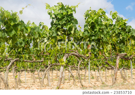 Vineyards plant in sunny day 23853710