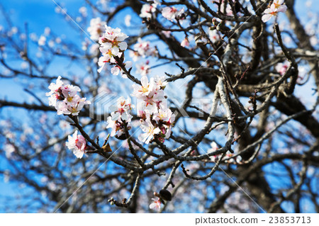 Sweet cherry tree blossoming in spring Sweet cherry tree blossoming in spring 23853713