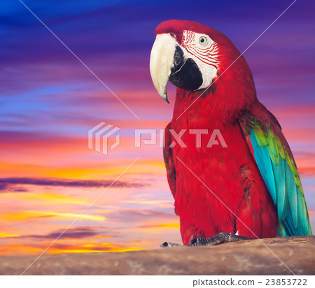 Portrait of red macaw papagay 23853722