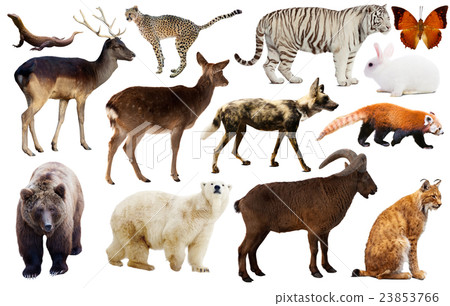 animal collection asia 23853766