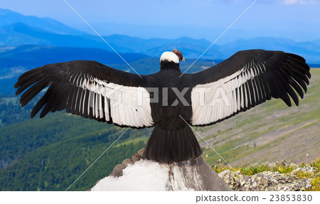 Andean condor in wildness area 23853830