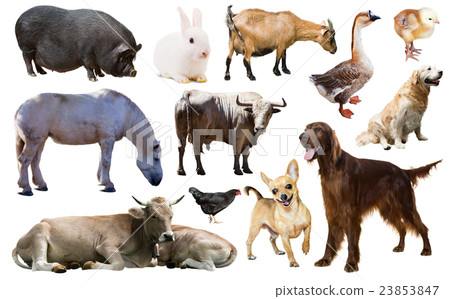farm animals. Isolated over white 23853847