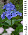 繡球 23853863