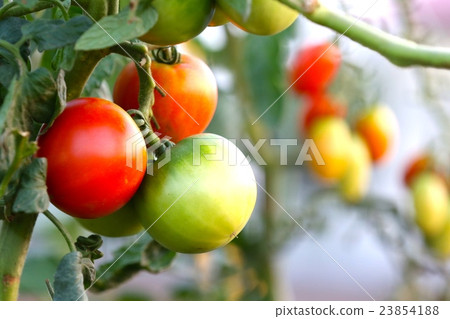 蕃茄 23854188