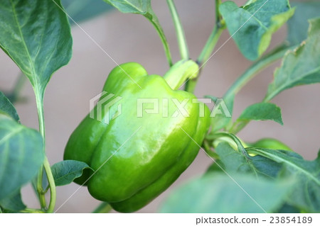 辣椒 23854189