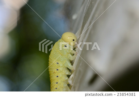 Hibachi larva 23854381