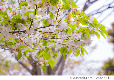 Sakura is beautiful flower, blossom in Japan. 23854418