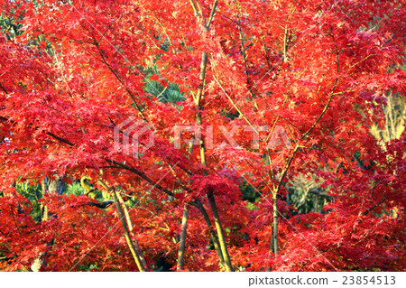 鎌倉秋葉 23854513