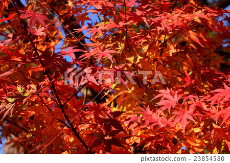 Autumn leaves of Kamakura 23854580