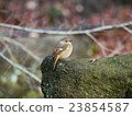 Little bird 23854587