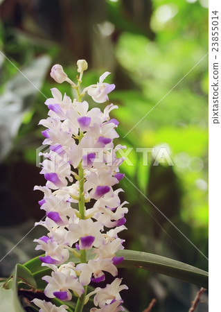 orchid flowers orchid flowers 23855014